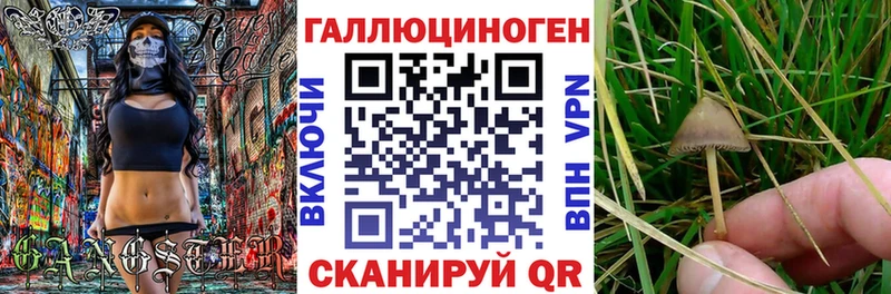 Псилоцибиновые грибы GOLDEN TEACHER блэк спрут как войти Онега
